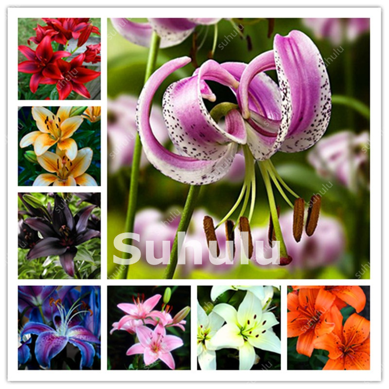 500 Pcs Lily Bonsai Flower seeds Fresh Cheap Perfume Lilium Indoor Outdoor Different Flower Bonsai Garden Pot Plant Pleasant Fragrance
500 Pcs Lily Bonsai Flower seeds Fresh Cheap Perfume Lilium Indoor Outdoor Different Flower Bonsai Garden Pot Plant Pleasant Fragrance