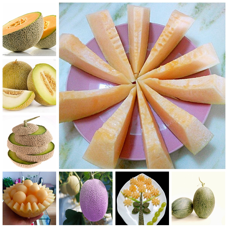 40 pcs/ bag Seeds Japan Fruit Cantaloupe Melon Bonsai Original Garden Honey Dew Green Flesh Fruit Delicious Muskmelon Potted Planta
40 pcs/ bag Seeds Japan Fruit Cantaloupe Melon Bonsai Original Garden Honey Dew Green Flesh Fruit Delicious Muskmelon Potted Planta