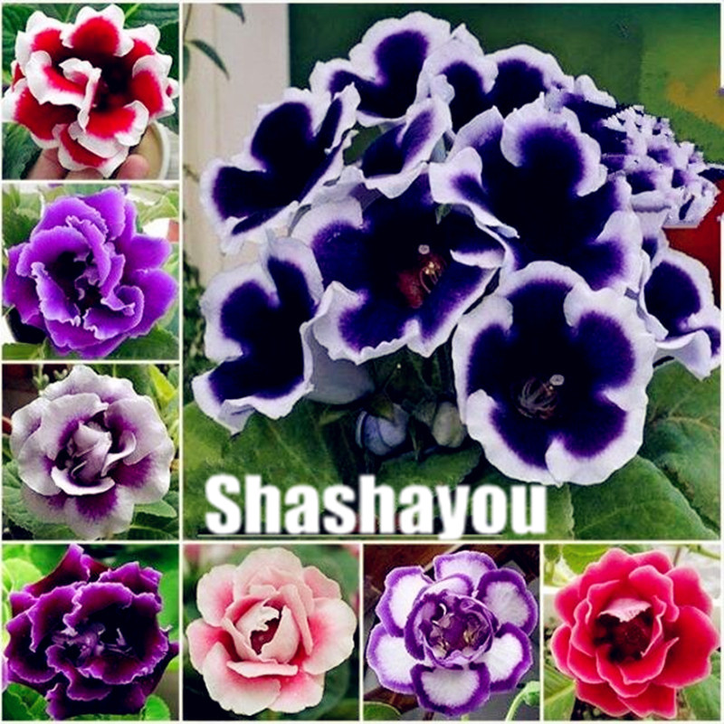 Hot Sale 200 pcs Bonsai gloxinia Plants seeds inningia Speciosa Bonsai Balcony Flower Garden Decoration Bonsai Flower Plantas
Hot Sale 200 pcs Bonsai gloxinia Plants seeds inningia Speciosa Bonsai Balcony Flower Garden Decoration Bonsai Flower Plantas