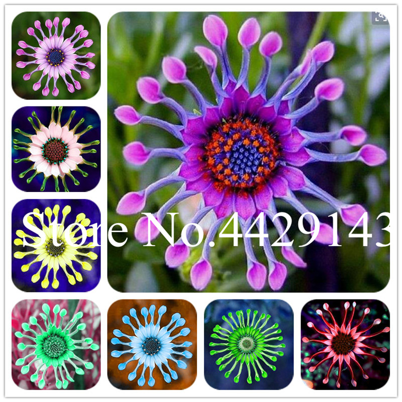 200 Pcs Mixed Color Blue Eyed Daisy Flower Osteospermum Bonsai plant seeds, Bonsai Flower Plant, Natural Growth for Home Garden Decoration
200 Pcs Mixed Color Blue Eyed Daisy Flower Osteospermum Bonsai plant seeds, Bonsai Flower Plant, Natural Growth for Home Garden Decoration