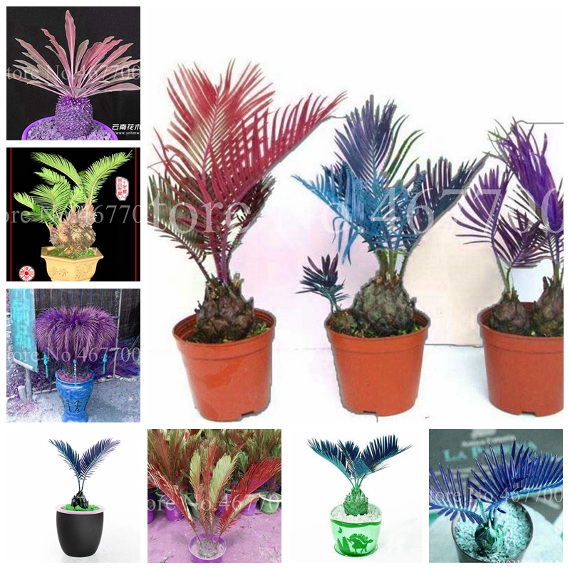 100Pcs Seeds Japan Colorful Cycas Indoor Drawf Bonsai Potted Outdoor Sago Palm Tree Flower Plant For Home Garden Pot Decor Easy To Grow
100Pcs Seeds Japan Colorful Cycas Indoor Drawf Bonsai Potted Outdoor Sago Palm Tree Flower Plant For Home Garden Pot Decor Easy To Grow