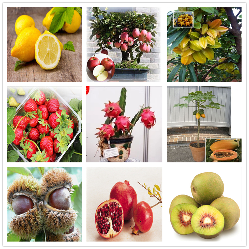 Hot Sale fruit Seeds all kinds Flowers potted bonsai lemon kiwi lychee cashew grape blueberry banana Hami melon watermelon
Hot Sale fruit Seeds all kinds Flowers potted bonsai lemon kiwi lychee cashew grape blueberry banana Hami melon watermelon