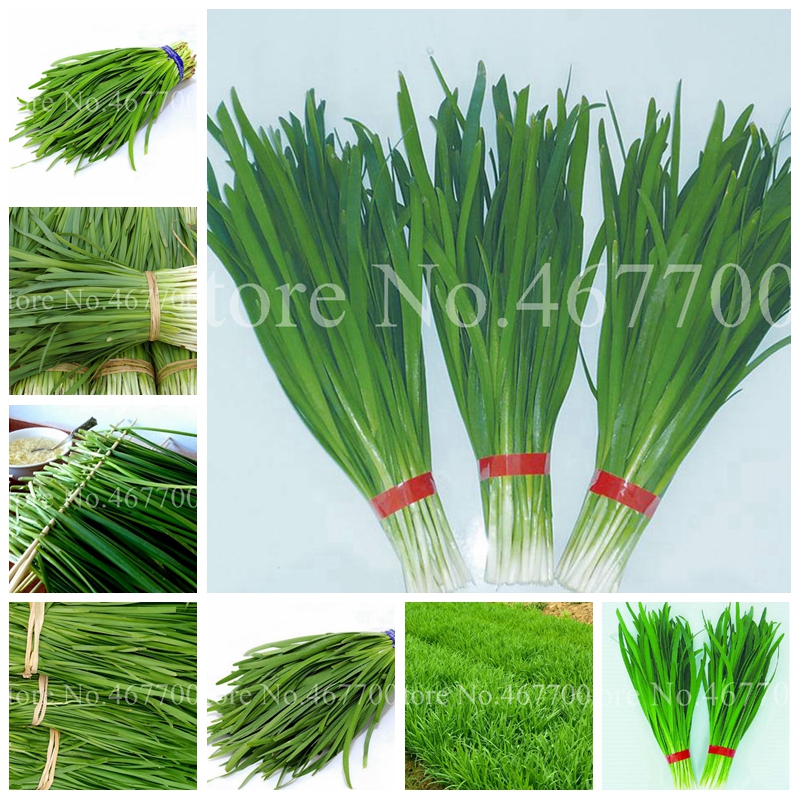 Bonsai 500 pcs/ bag Seeds Chinese Chives Everygreen Non-GMO Tasty Juicy Leek Vegetable Garden Plant for Flower Pot Planters Easy to Grow
Bonsai 500 pcs/ bag Seeds Chinese Chives Everygreen Non-GMO Tasty Juicy Leek Vegetable Garden Plant for Flower Pot Planters Easy to Grow