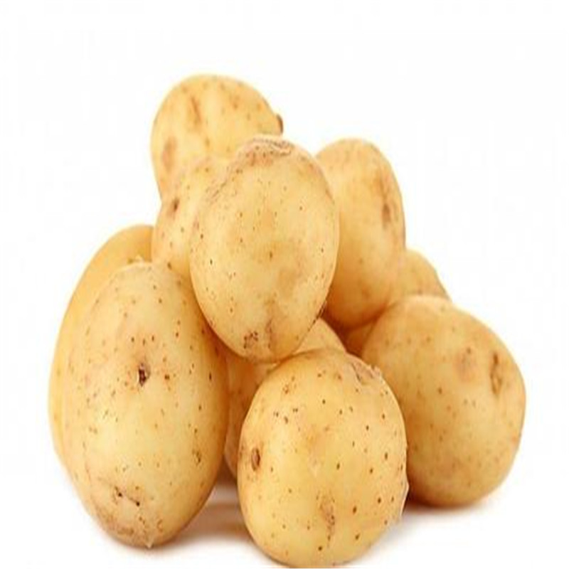Hot Sale 100 Pcs Vegetable Seeds Yellow Potato plants Bonsai Tree Vegetable for home and Garden plant
Hot Sale 100 Pcs Vegetable Seeds Yellow Potato plants Bonsai Tree Vegetable for home and Garden plant