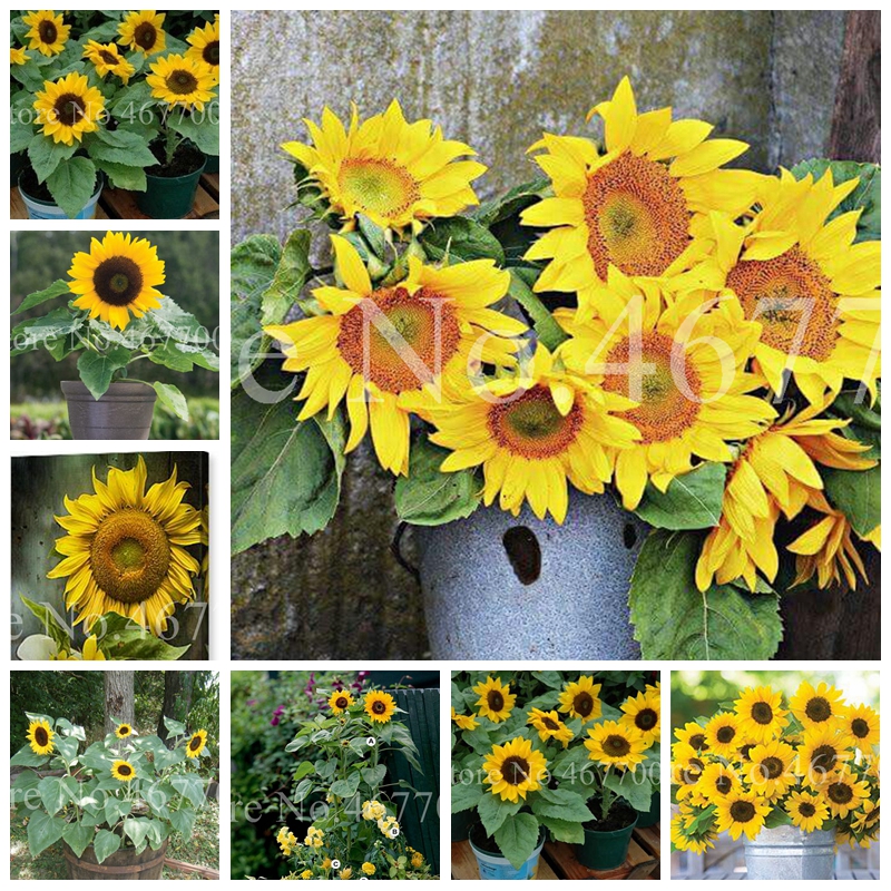 100 Pcs Seeds Mini Sunflower Bonsai Flower, Rare Color Sunflower Flower, Indoor Potted Flower Plant for Home Garden Ornamental Plants
100 Pcs Seeds Mini Sunflower Bonsai Flower, Rare Color Sunflower Flower, Indoor Potted Flower Plant for Home Garden Ornamental Plants