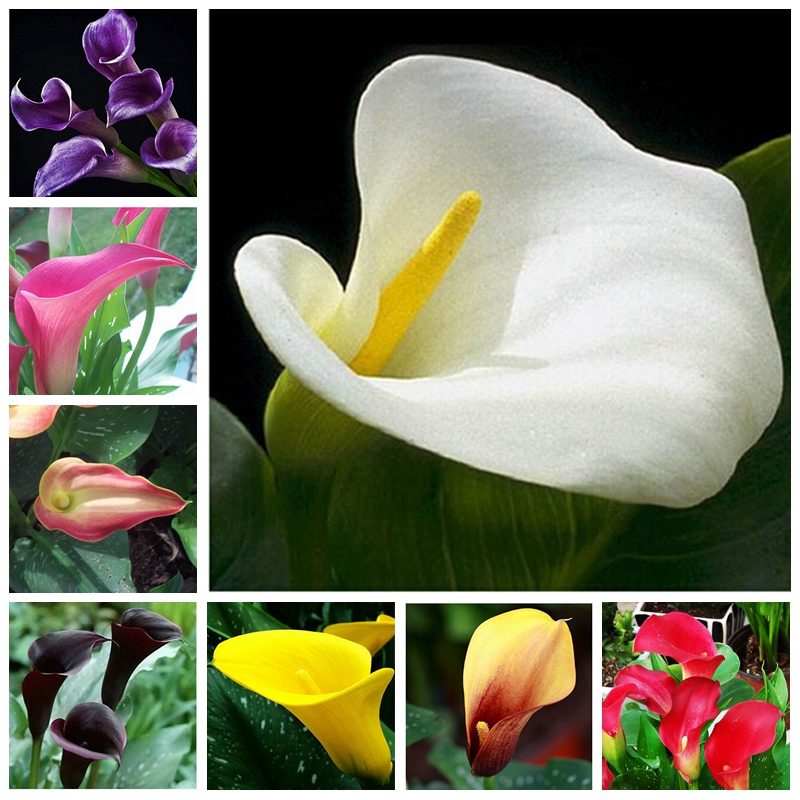 200Pcs Calla Lily Seeds Bonsai Room Flowers Zantedeschia Aethiopica Outdoor & Indoor Houseplants Home Garden Pot Plant Wedding Decor
200Pcs Calla Lily Seeds Bonsai Room Flowers Zantedeschia Aethiopica Outdoor & Indoor Houseplants Home Garden Pot Plant Wedding Decor