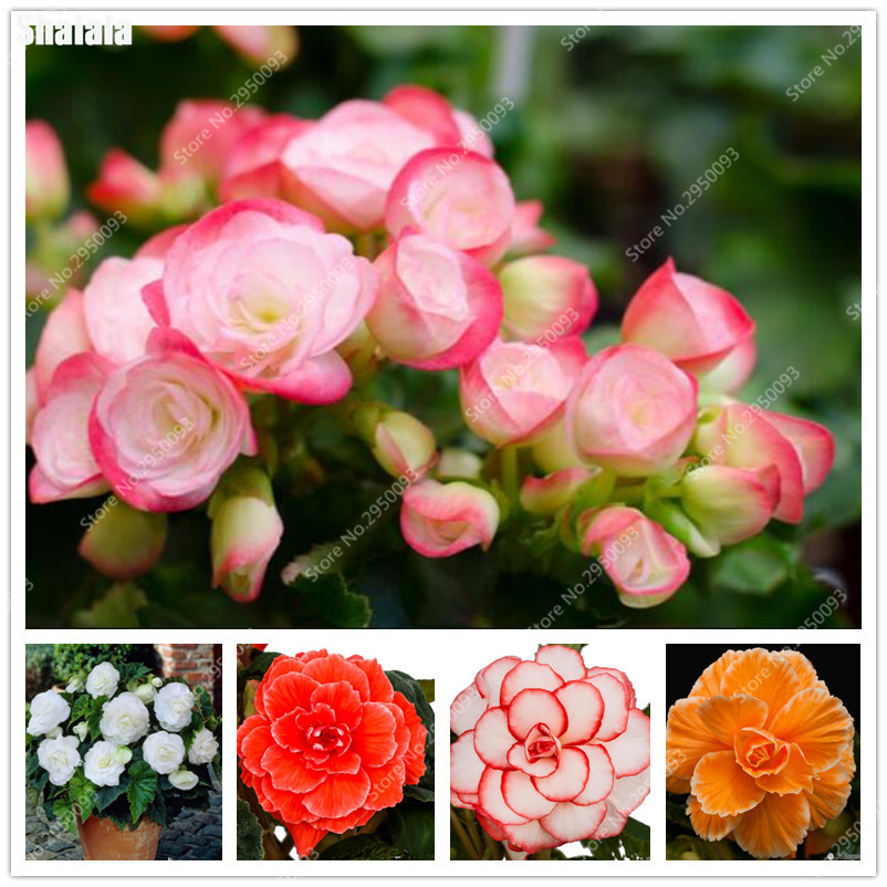 Hot Sale 200 Pcs/bag Decor Beautiful Begonia Flower Potted Bonsai plant seeds Garden Wall Ornamental Plant Home For Christmas Tree Easy Grow
Hot Sale 200 Pcs/bag Decor Beautiful Begonia Flower Potted Bonsai plant seeds Garden Wall Ornamental Plant Home For Christmas Tree Easy Grow