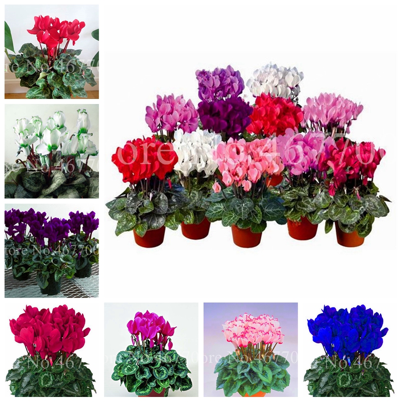 400 Pcs Seeds Mixed Cyclamen Bonsai Potted Bloom Flower Plant Perennial Indoor Flowering Plant For Balcony Garden Pot Natural Growth
400 Pcs Seeds Mixed Cyclamen Bonsai Potted Bloom Flower Plant Perennial Indoor Flowering Plant For Balcony Garden Pot Natural Growth
