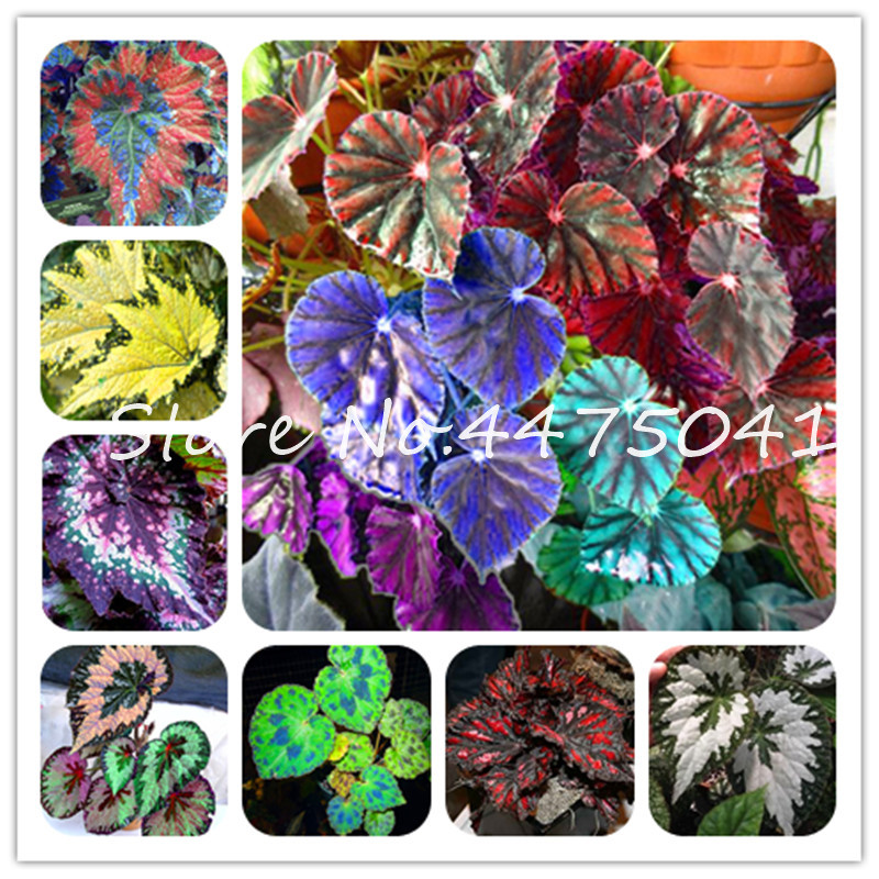 200 Pcs Coleus Flower Bonsai plant seeds Japan Rainbow Perennial Indoor Beautiful Foliage Garden Courtyard Balcony Terrace Ornamental Plant
200 Pcs Coleus Flower Bonsai plant seeds Japan Rainbow Perennial Indoor Beautiful Foliage Garden Courtyard Balcony Terrace Ornamental Plant