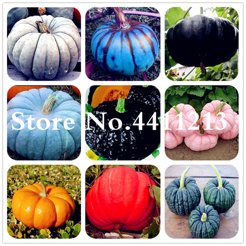 20 pcs Giant Pumpkin plants Vegetable Fruit bonsai plant seeds Happy Farm For Home Garden Plants Bonsai Exotic Interested Gift Free shipping
20 pcs Giant Pumpkin plants Vegetable Fruit bonsai plant seeds Happy Farm For Home Garden Plants Bonsai Exotic Interested Gift Free shipping