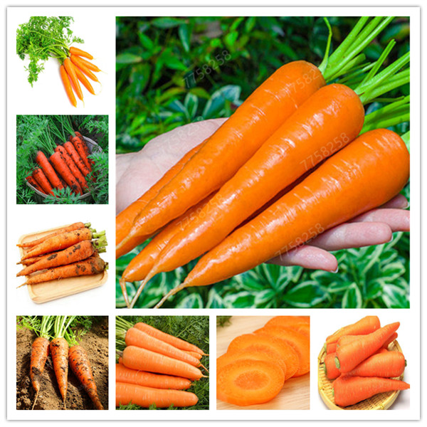 100 Pcs/bag Heirloom Ginseng Carrot Bonsai, Non-GMO Carrot , Potted Fruit Vegetable For Home Garden bonsai plant seeds
100 Pcs/bag Heirloom Ginseng Carrot Bonsai, Non-GMO Carrot , Potted Fruit Vegetable For Home Garden bonsai plant seeds