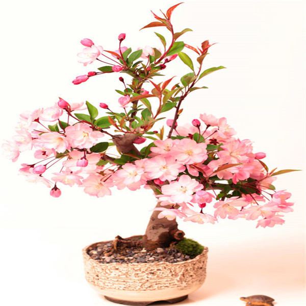 Sale!10 pcs/pack Bonsai Tree japanese Sakura plant Rare Japanese Cherry Blossoms Flowers plant Seeds in Bonsai colourful Prunus Serrulata
Sale!10 pcs/pack Bonsai Tree japanese Sakura plant Rare Japanese Cherry Blossoms Flowers plant Seeds in Bonsai colourful Prunus Serrulata