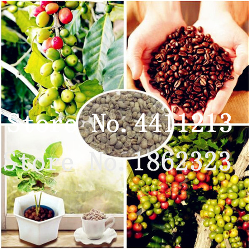 50 pcs Coffee Beans Green Organic Vegetables Refreshing Bonsai plant seeds Herbs Plants for Home Garden High germination rate easy to grow
50 pcs Coffee Beans Green Organic Vegetables Refreshing Bonsai plant seeds Herbs Plants for Home Garden High germination rate easy to grow
