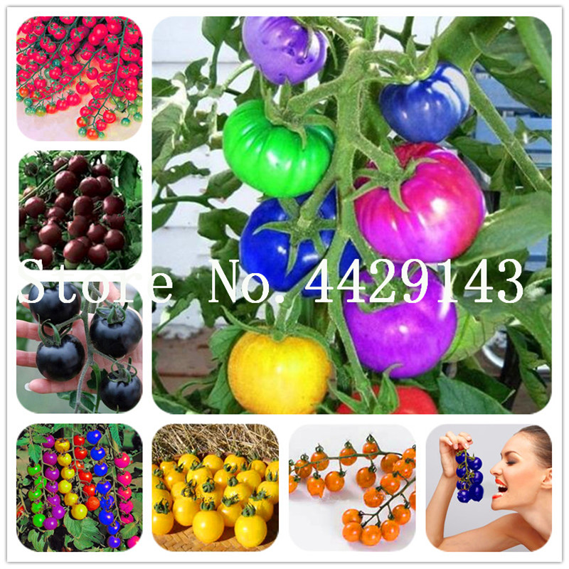 200 pcs/bag Seeds Rainbow Tomato bonsai Rare Tomato Bonsai Organic Vegetable & Fruit bonsai Potted Plant for Home & Garden
200 pcs/bag Seeds Rainbow Tomato bonsai Rare Tomato Bonsai Organic Vegetable & Fruit bonsai Potted Plant for Home & Garden