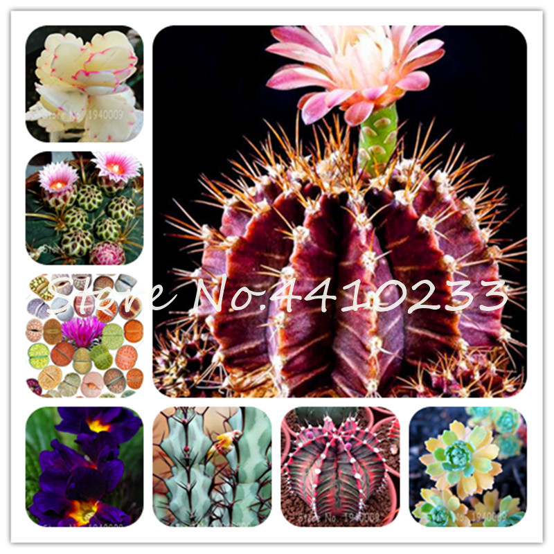Rare Mini 500Pcs Cactus Bonsai plant seeds Rebutia Variety Flowering Color Cacti Rare Cactus Office Mini Succulent Bonsai Cheap China Bonsai
Rare Mini 500Pcs Cactus Bonsai plant seeds Rebutia Variety Flowering Color Cacti Rare Cactus Office Mini Succulent Bonsai Cheap China Bonsai