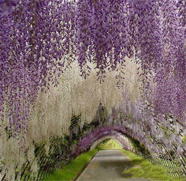 Romantic Artificial Flowers Simulation Wisteria Vine Wedding Decorations Long Short Silk Plant Bouquet Room Office Garden Bridal Accessories
Romantic Artificial Flowers Simulation Wisteria Vine Wedding Decorations Long Short Silk Plant Bouquet Room Office Garden Bridal Accessories