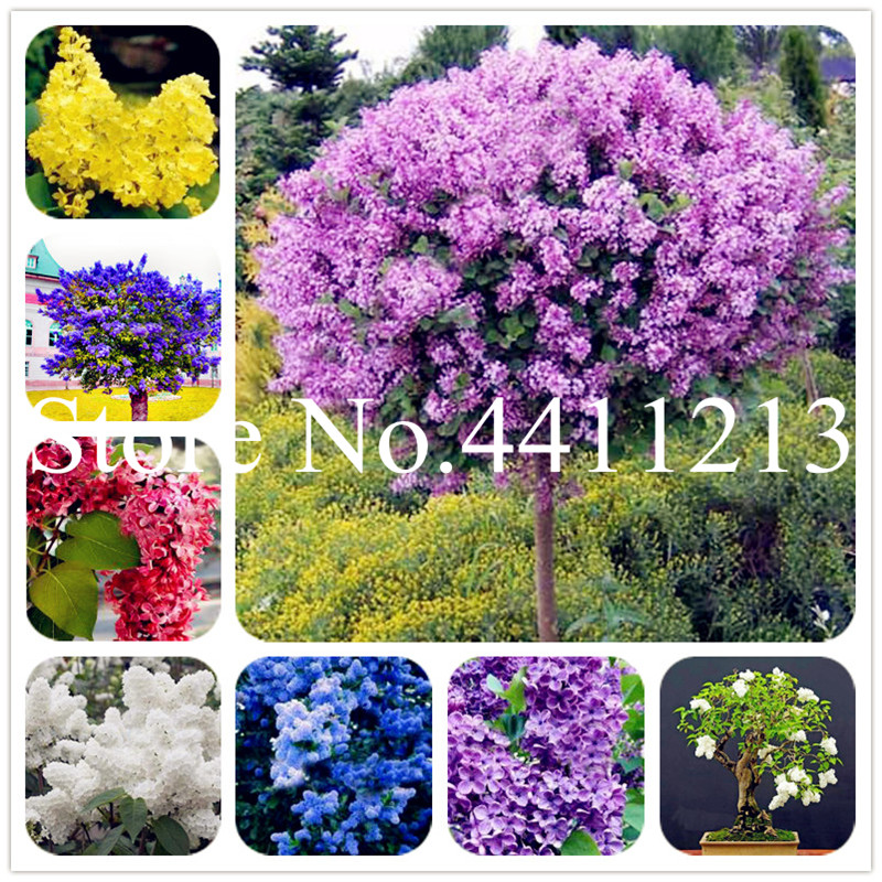200 Pcs Bonsai plant seeds Lilac Flower Japanese Lilac (Extremely Fragrant) Lilac Flower Tree Plant, Perennial Garden Aromatic Potted Plant
200 Pcs Bonsai plant seeds Lilac Flower Japanese Lilac (Extremely Fragrant) Lilac Flower Tree Plant, Perennial Garden Aromatic Potted Plant