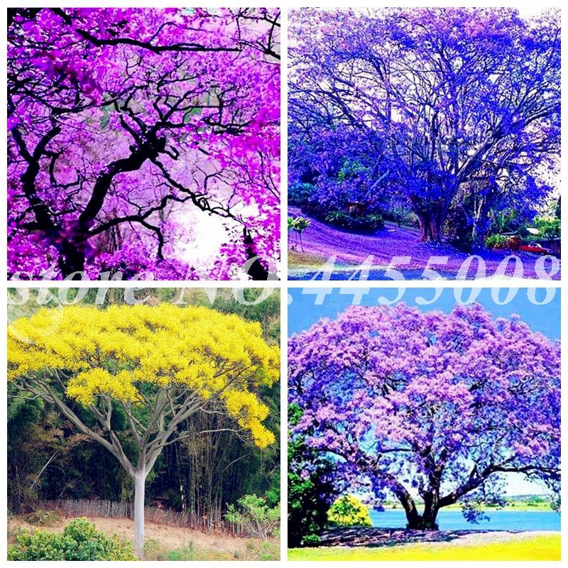 50 pcs Seeds Rare Jacaranda Mimosifolia Tree Bonsai Outdoor Jacaranda Flower Garden Evergreen Shrubs for Flower Pot Planters Easy Grow
50 pcs Seeds Rare Jacaranda Mimosifolia Tree Bonsai Outdoor Jacaranda Flower Garden Evergreen Shrubs for Flower Pot Planters Easy Grow