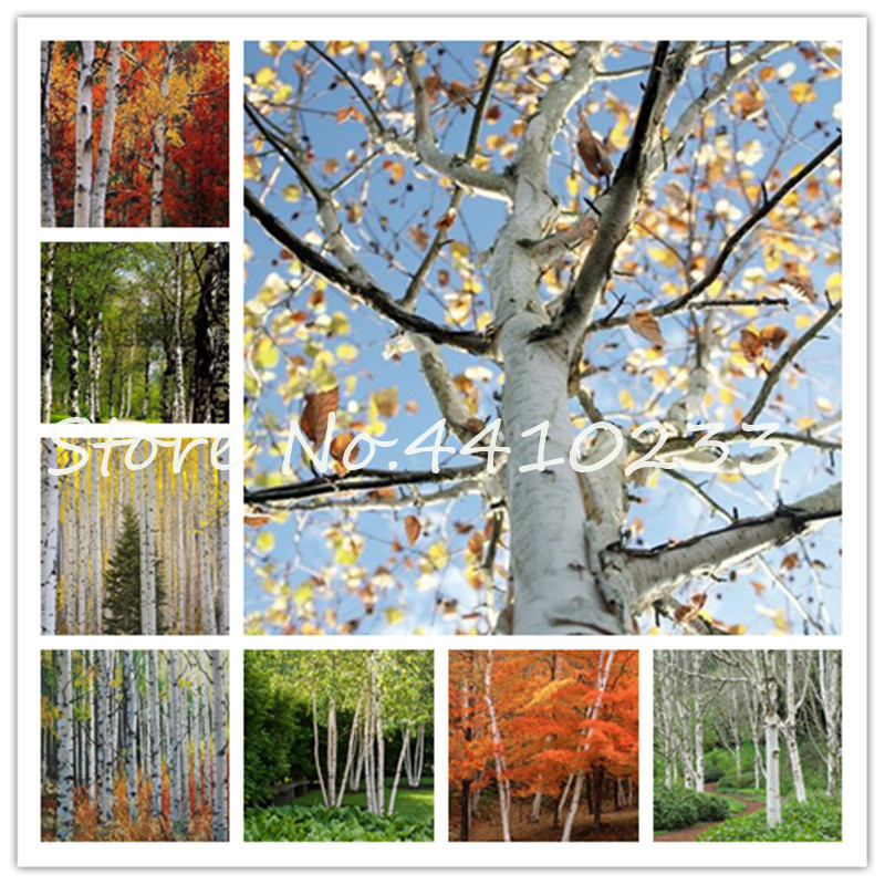 200 Pcs White Birch Tree Bonsai plant seeds, Rare Heirloom Sacred White Birch, a High Survival Rate Of Trees Planted Garden Courtyard Tropic
200 Pcs White Birch Tree Bonsai plant seeds, Rare Heirloom Sacred White Birch, a High Survival Rate Of Trees Planted Garden Courtyard Tropic