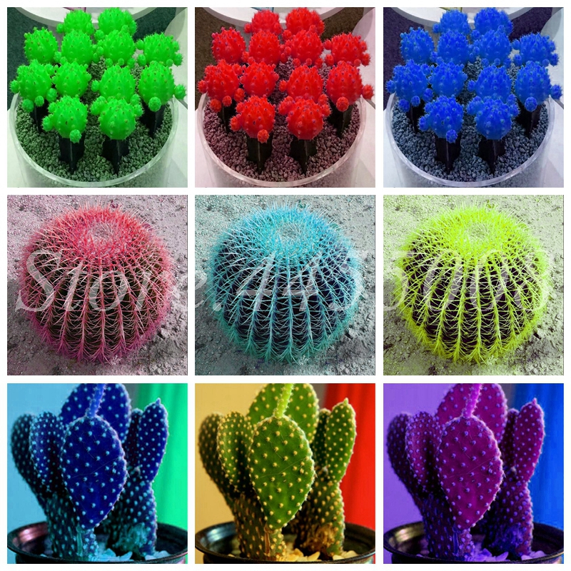 Hot Sale Seeds! Christmas plant flowers Potted gift,1000pcs Rare Cactus Plants Bonsai plants for garden balcony decoration
Hot Sale Seeds! Christmas plant flowers Potted gift,1000pcs Rare Cactus Plants Bonsai plants for garden balcony decoration
