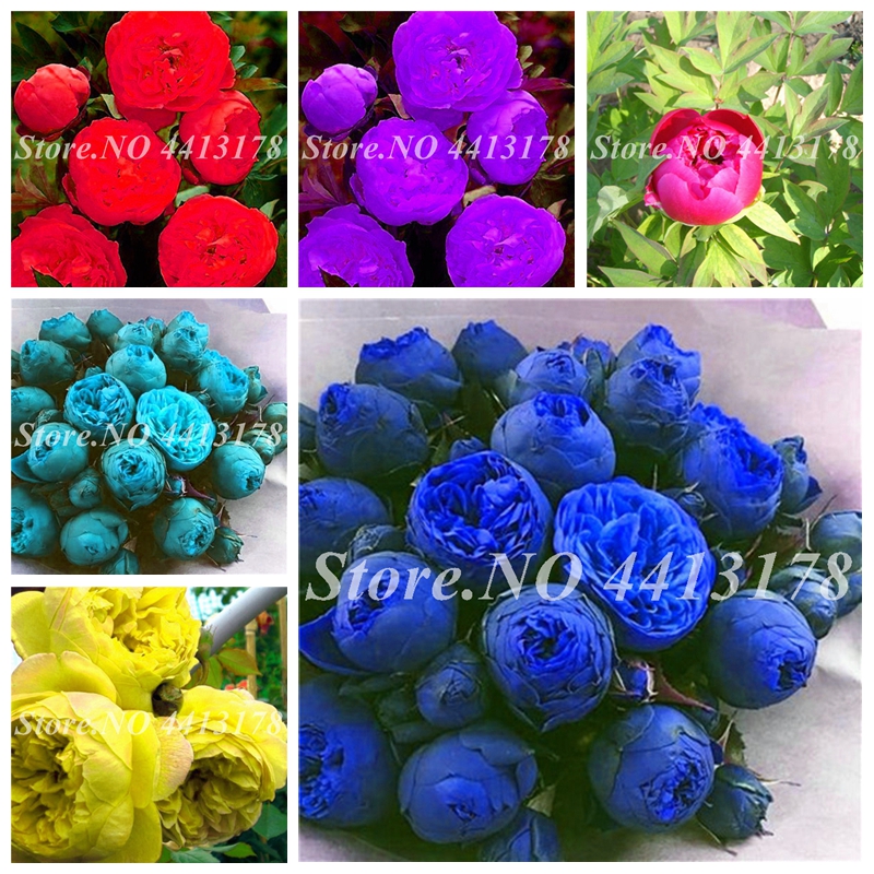 30 pcs/ bag Mixed Seeds Peony Perennial Thailand Heirloom Bonsai Potted Hybrids Blooming Flower Tree Plant for Home Garden Pot Decor
30 pcs/ bag Mixed Seeds Peony Perennial Thailand Heirloom Bonsai Potted Hybrids Blooming Flower Tree Plant for Home Garden Pot Decor
