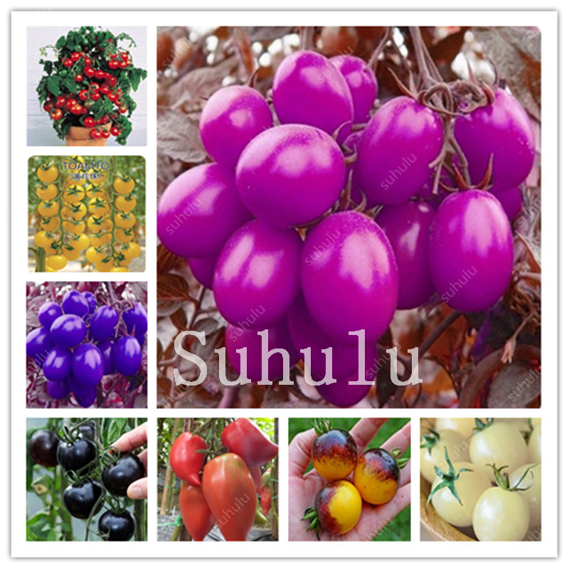 Fresh Red Tomato Bonsai 500 Pcs Healthy Rainbow Tomato seeds Heirloom Fruit Vegetable Bonsais Ornamental Pot Herb Food For Home Garden
Fresh Red Tomato Bonsai 500 Pcs Healthy Rainbow Tomato seeds Heirloom Fruit Vegetable Bonsais Ornamental Pot Herb Food For Home Garden
