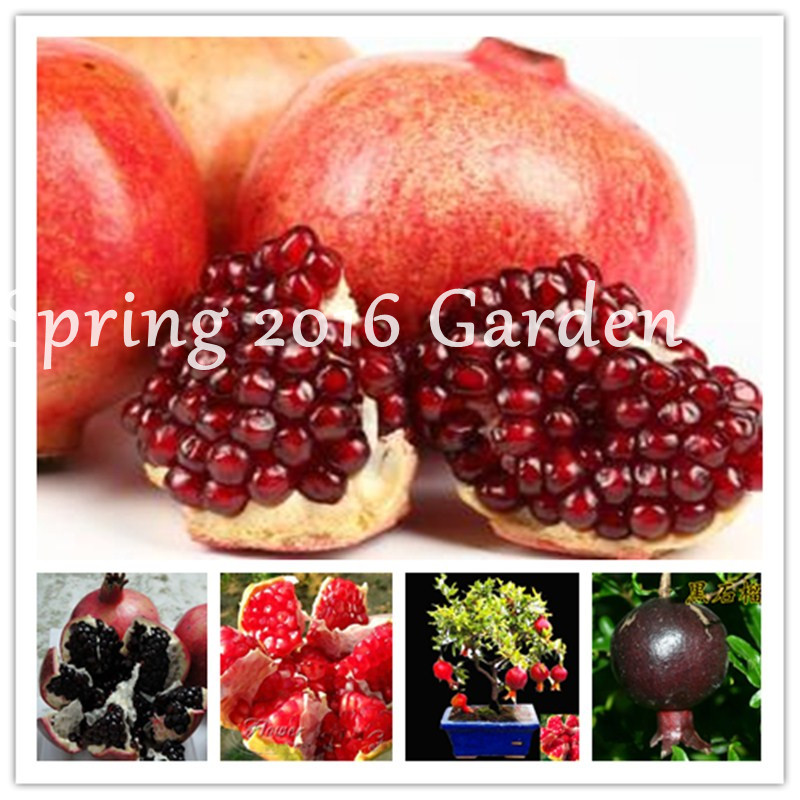 50 Pcs Rare Black Pomegranate seeds, Bonsai Pomegranate Succulent Tree Delicious Fruit For Home Garden Indoor Or Outdoor Potted Plant
50 Pcs Rare Black Pomegranate seeds, Bonsai Pomegranate Succulent Tree Delicious Fruit For Home Garden Indoor Or Outdoor Potted Plant