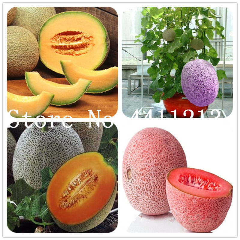 Fresh 50 pcs Cantaloupe Melon Bonsai plants seeds, delicious Vegetable and fruit plants green plant fresh Great for home garden easy to grow
Fresh 50 pcs Cantaloupe Melon Bonsai plants seeds, delicious Vegetable and fruit plants green plant fresh Great for home garden easy to grow