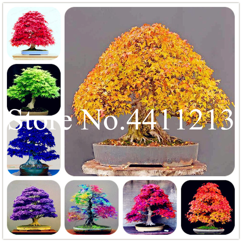100 pcs/bag Japanese bonsai plant seeds maple tree mini bonsai tree for indoor plant can put on office desk decoration life for home garden
100 pcs/bag Japanese bonsai plant seeds maple tree mini bonsai tree for indoor plant can put on office desk decoration life for home garden