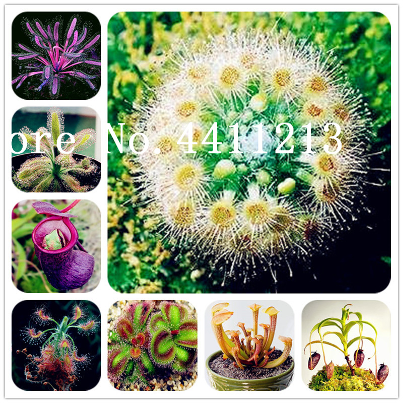 100 Pcs Giant Dionaea Muscipula Venus Flytrap Bonsai plant seeds Carnivorous Plant Flytrap Potted Plantas Tropicales Germination Rate of 95%
100 Pcs Giant Dionaea Muscipula Venus Flytrap Bonsai plant seeds Carnivorous Plant Flytrap Potted Plantas Tropicales Germination Rate of 95%