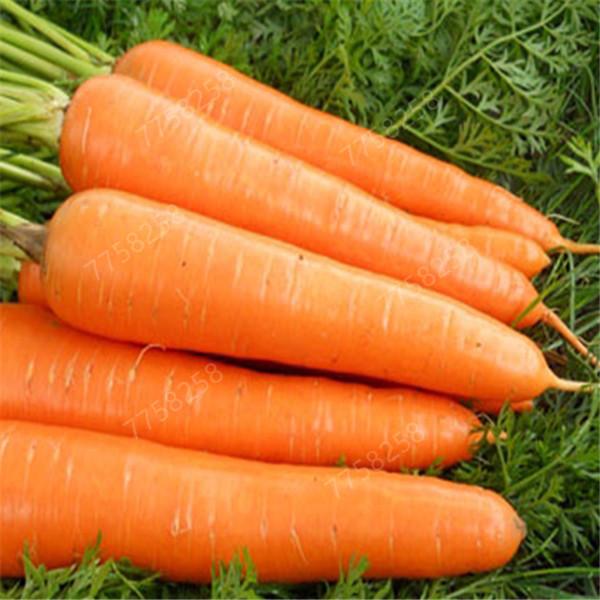 100 Pcs seeds /bag Garden Supplies Heirloom Ginseng Carrot Bonsai, Non-GMO Carrot , Potted Fruit Vegetable For Home Garden bonsai plant seeds 
100 Pcs seeds /bag Garden Supplies Heirloom Ginseng Carrot Bonsai, Non-GMO Carrot , Potted Fruit Vegetable For Home Garden bonsai plant seeds