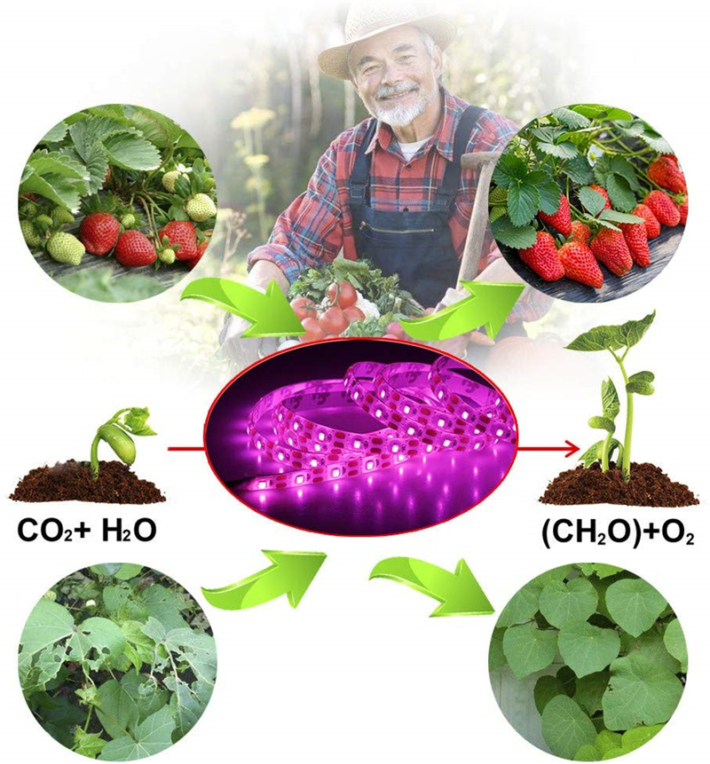 LED Grow Light Full Spectrum Plant Grow Strip Light USB 5V 2835 SMD Flexible Lamp for Indoor Plant Flower Seedling