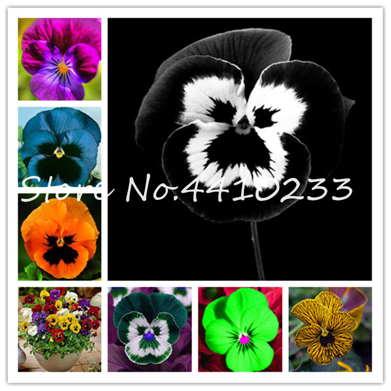 100 Pcs Exotic Pansy Mixed Color Bonsai plant seeds Flower Diy Home Garden Potted Or Yard Ornamental Plants Blooming Viola Tricolor Flower
100 Pcs Exotic Pansy Mixed Color Bonsai plant seeds Flower Diy Home Garden Potted Or Yard Ornamental Plants Blooming Viola Tricolor Flower