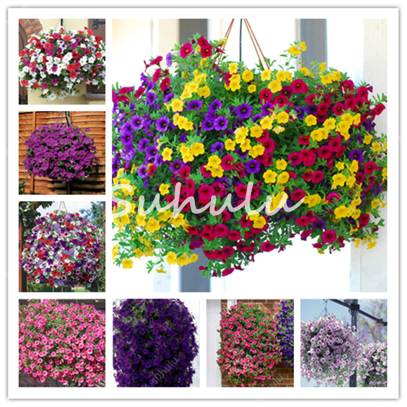 Hot Sale! 200pcs/Bag Seeds Picotee Morning Glory Bonsai Rare Climbing Petunia Flower Plant For Home Garden Easy To Grow Courtyard Gift
Hot Sale! 200pcs/Bag Seeds Picotee Morning Glory Bonsai Rare Climbing Petunia Flower Plant For Home Garden Easy To Grow Courtyard Gift