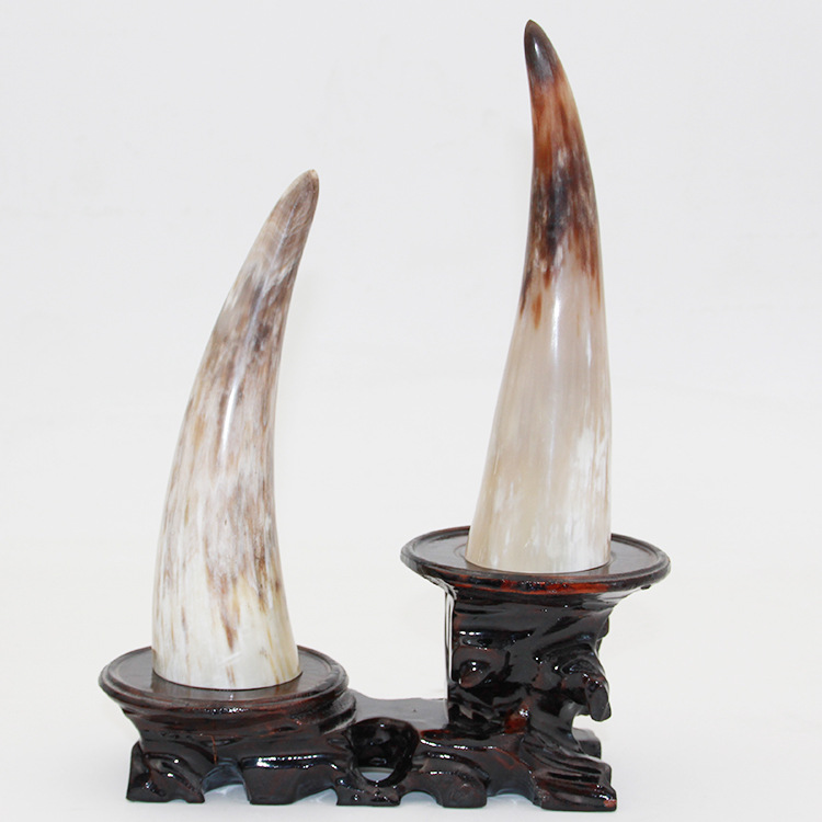 11 Natural Genuine horn ornaments single yellow single horn horn of Africa more than 40cm60cm9531014