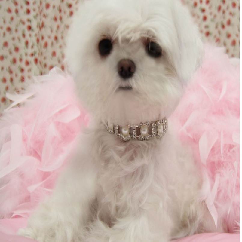 Rhinestone Pearl Necklace Dog Collar Alloy Diamond Pet Collars Mascotas Dog Accessories Leashes For Little Dogs Pet Supplies
Rhinestone Pearl Necklace Dog Collar Alloy Diamond Pet Collars Mascotas Dog Accessories Leashes For Little Dogs Pet Supplies