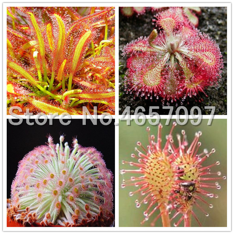 Hot Sale 300 pcs Drosera Peltata Bonsai seeds Potted Plant Circular Sundew Carnivorous Plants Garden Bonsai Family Anti-radiation pot
Hot Sale 300 pcs Drosera Peltata Bonsai seeds Potted Plant Circular Sundew Carnivorous Plants Garden Bonsai Family Anti-radiation pot