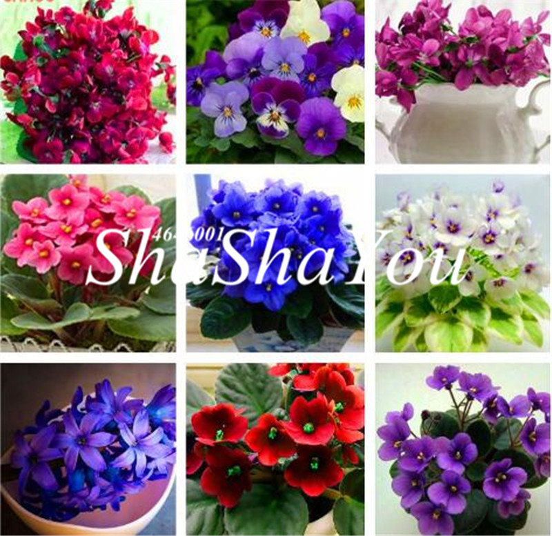 200 Pcs Seeds Violet Flower Plants ,Beautiful and Noble Flower, Easy to Grow, Bonsai Plant for Home Garden and Courtyard
200 Pcs Seeds Violet Flower Plants ,Beautiful and Noble Flower, Easy to Grow, Bonsai Plant for Home Garden and Courtyard