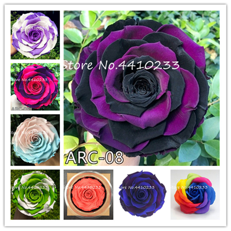 Rrare Exotic 200 Pcs Lover Multi-Color Rose Plants ,Rainbow Roses Bonsai Flowers Plants Perennial Garden Jardim Plante flower seeds
Rrare Exotic 200 Pcs Lover Multi-Color Rose Plants ,Rainbow Roses Bonsai Flowers Plants Perennial Garden Jardim Plante flower seeds