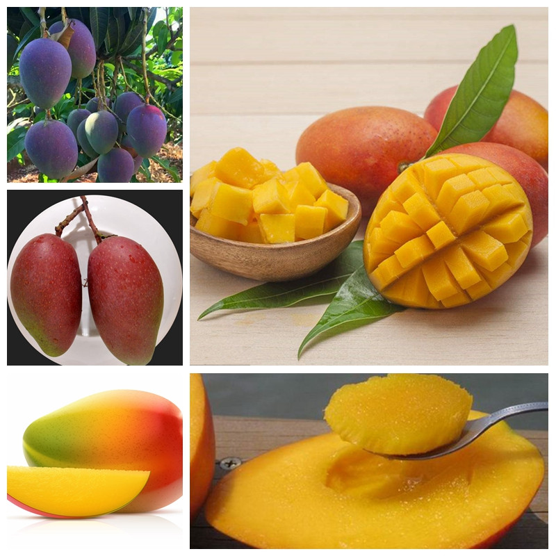 3 Pcs / bag Seeds Rare Bonsai Fruit Tree Planta Mini Mango Plant Mango Tree Garden Diy Pot Planting Home Garden Semente for Flower Pot
3 Pcs / bag Seeds Rare Bonsai Fruit Tree Planta Mini Mango Plant Mango Tree Garden Diy Pot Planting Home Garden Semente for Flower Pot