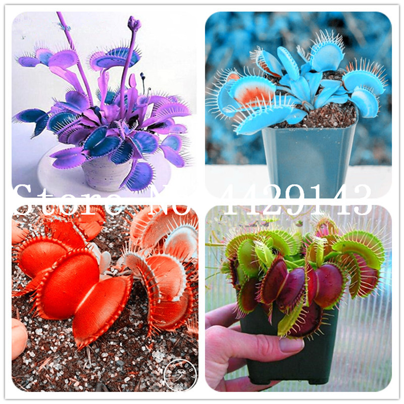 100 pcs Potted Insectivorous Plant bonsai plant seeds Dionaea Muscipula Giant Clip Venus Flytrap bonsai flower For Home Garden Free Shipping
100 pcs Potted Insectivorous Plant bonsai plant seeds Dionaea Muscipula Giant Clip Venus Flytrap bonsai flower For Home Garden Free Shipping