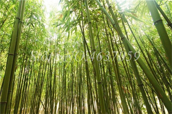 30 Pcs seeds New Colorful Bamboo Bonsai, Outdoor Moso Tree Lucky Bambu Plant Home Garden Decoration Potted Plant Factory Wholesale Natural Growth Variety of Colors
30 Pcs seeds New Colorful Bamboo Bonsai, Outdoor Moso Tree Lucky Bambu Plant Home Garden Decoration Potted Plant Factory Wholesale Natural Growth Variety of Colors