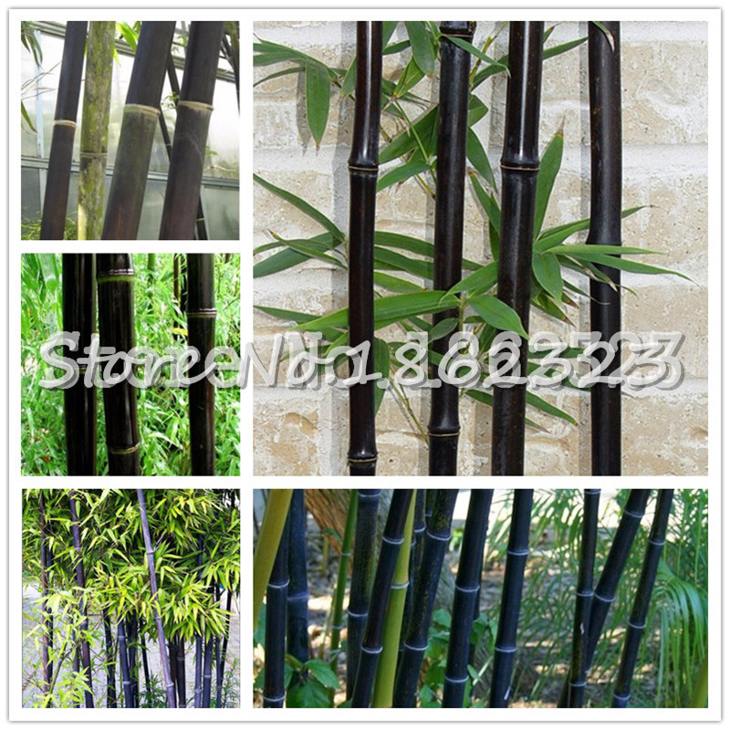 Hot sale ! 50 PCS Black Bamboo Phyllostachys Pubescens Rare Giant Bamboo bonsai Bambusa Lako Tree For home garden
Hot sale ! 50 PCS Black Bamboo Phyllostachys Pubescens Rare Giant Bamboo bonsai Bambusa Lako Tree For home garden
