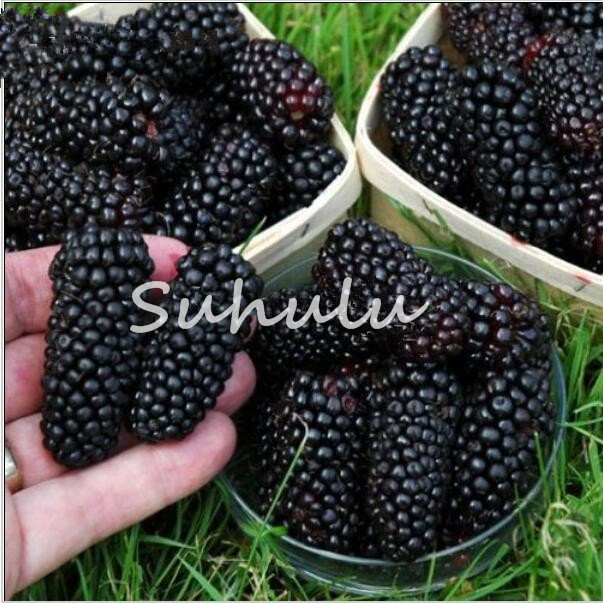 500pcs Seeds Sweet Black Berry Giant Blackberries Heirloom Blackberry Bonsai Triple Crown Black Mulberry Delicious Fruit Good Tasty
500pcs Seeds Sweet Black Berry Giant Blackberries Heirloom Blackberry Bonsai Triple Crown Black Mulberry Delicious Fruit Good Tasty