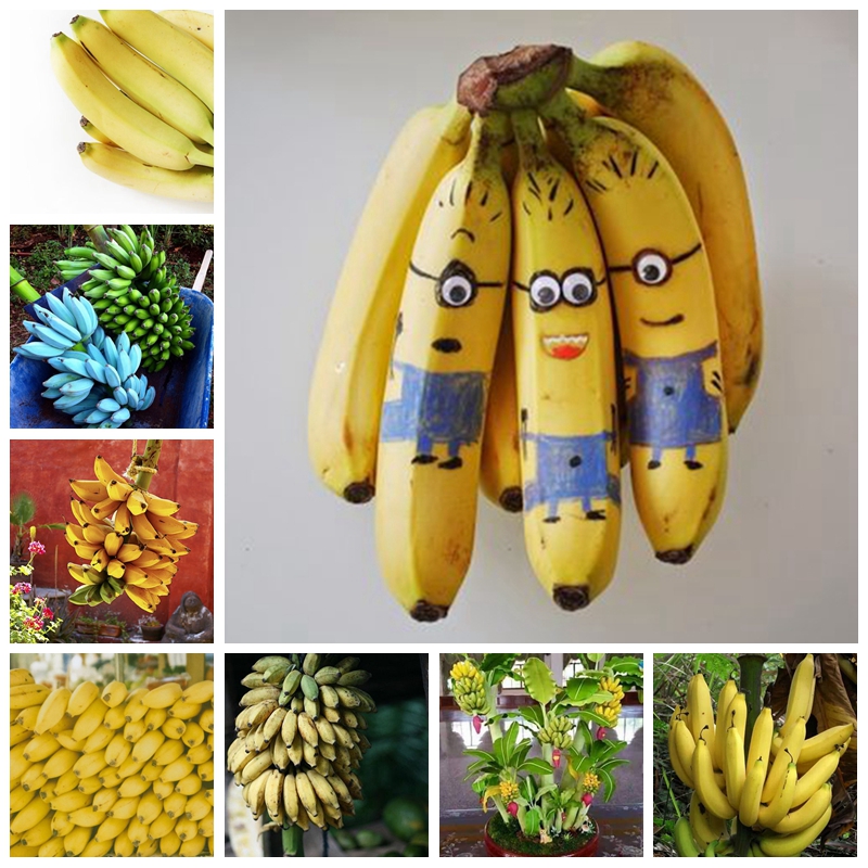 200 pcs/ bag Seeds Dwarf Banana Bonsai Tree Tropical Fruit Outdoor Potted Balcony Garden Flower for Home Flower Pot Planting Easy Grow от DHgate WW