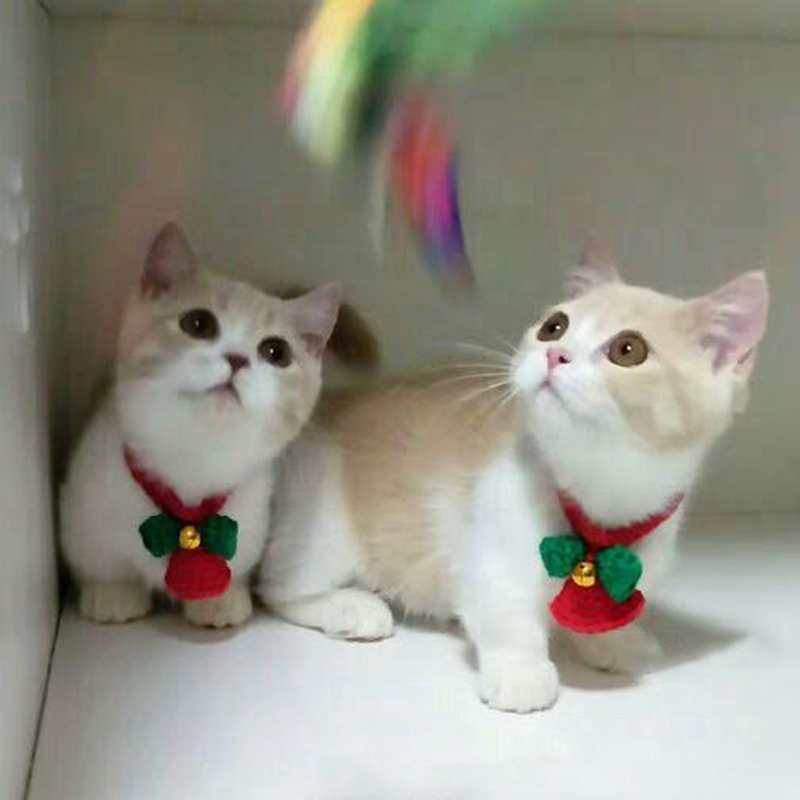 Easy Wear Cat Dog Collar Red And Green Wool Knitting Collars Cat Puppy Pet Supplies Pet Christmas Grooming Accessories
Easy Wear Cat Dog Collar Red And Green Wool Knitting Collars Cat Puppy Pet Supplies Pet Christmas Grooming Accessories