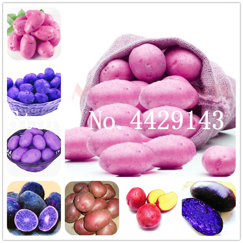 200 pcs Exotic plant Potato bonsai plant seeds Rare Non-GMO Purple Red Potatoes Fruit And Vegetable bonsai For Home Jardin Plants Planters
200 pcs Exotic plant Potato bonsai plant seeds Rare Non-GMO Purple Red Potatoes Fruit And Vegetable bonsai For Home Jardin Plants Planters