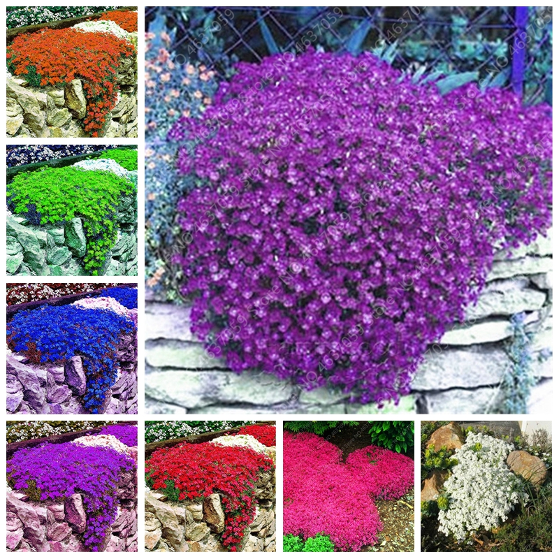 100 Pcs Bonsai Aubrieta Cultorum Rare Mixed Ground Cover Perennial Creeper Rock Cress Flower Potted Home Garden Plant Easy Grow
100 Pcs Bonsai Aubrieta Cultorum Rare Mixed Ground Cover Perennial Creeper Rock Cress Flower Potted Home Garden Plant Easy Grow