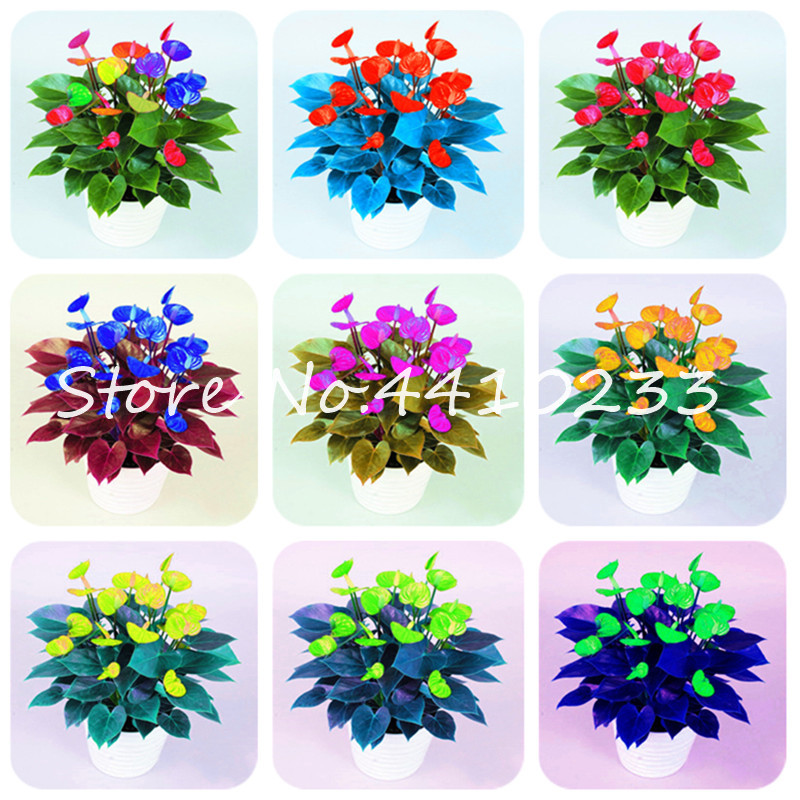 200 Pcs/Bag Colorful Flower Bonsai plant seeds Anthurium Andraeanu Plants Balcony Potted Diy Plant Perennial Indoor Evergreen Herb Flower
200 Pcs/Bag Colorful Flower Bonsai plant seeds Anthurium Andraeanu Plants Balcony Potted Diy Plant Perennial Indoor Evergreen Herb Flower