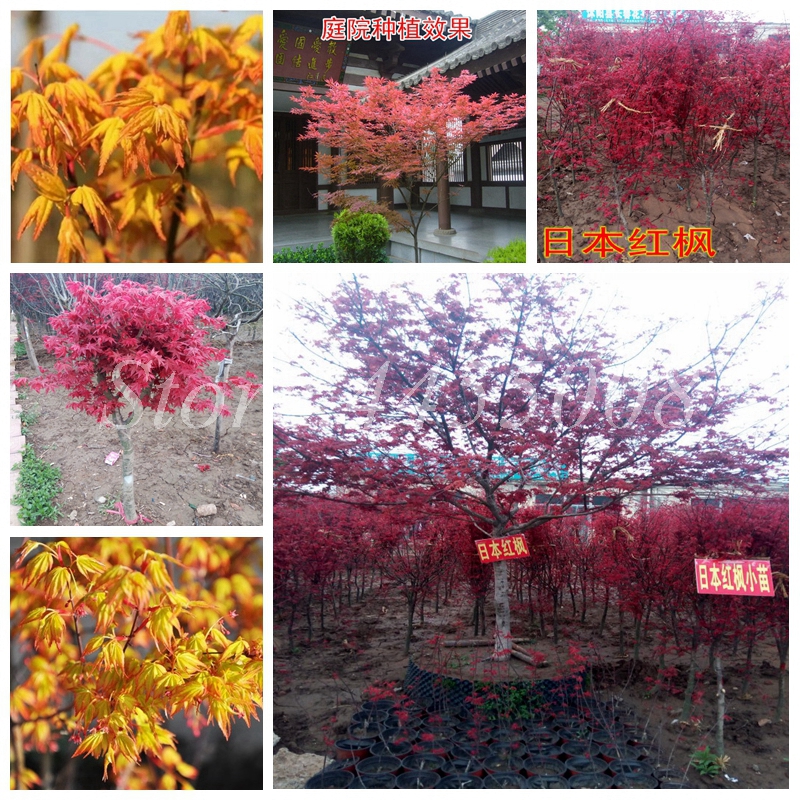 40 Pcs Japanese Pink Maple Seeds Indoor Bonsai Tree Cheap Garden Very Beautiful Indoor Home Balcony Garden Tree Plant for Flower Pot
40 Pcs Japanese Pink Maple Seeds Indoor Bonsai Tree Cheap Garden Very Beautiful Indoor Home Balcony Garden Tree Plant for Flower Pot